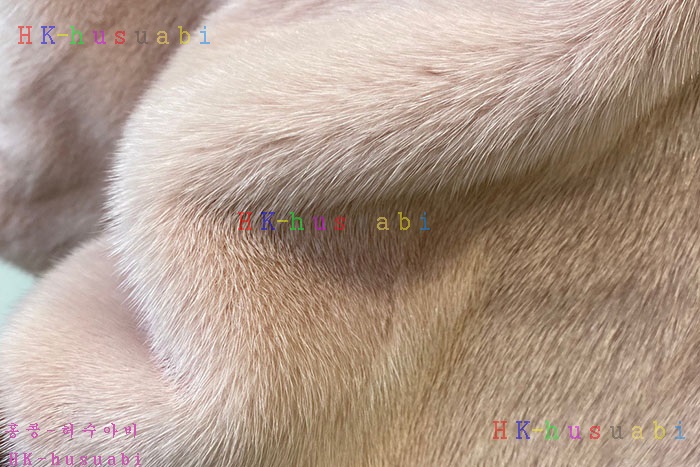 NEW ��� ��ũ��Ʈ �Ż� FD 2228070(���ݹ���) 